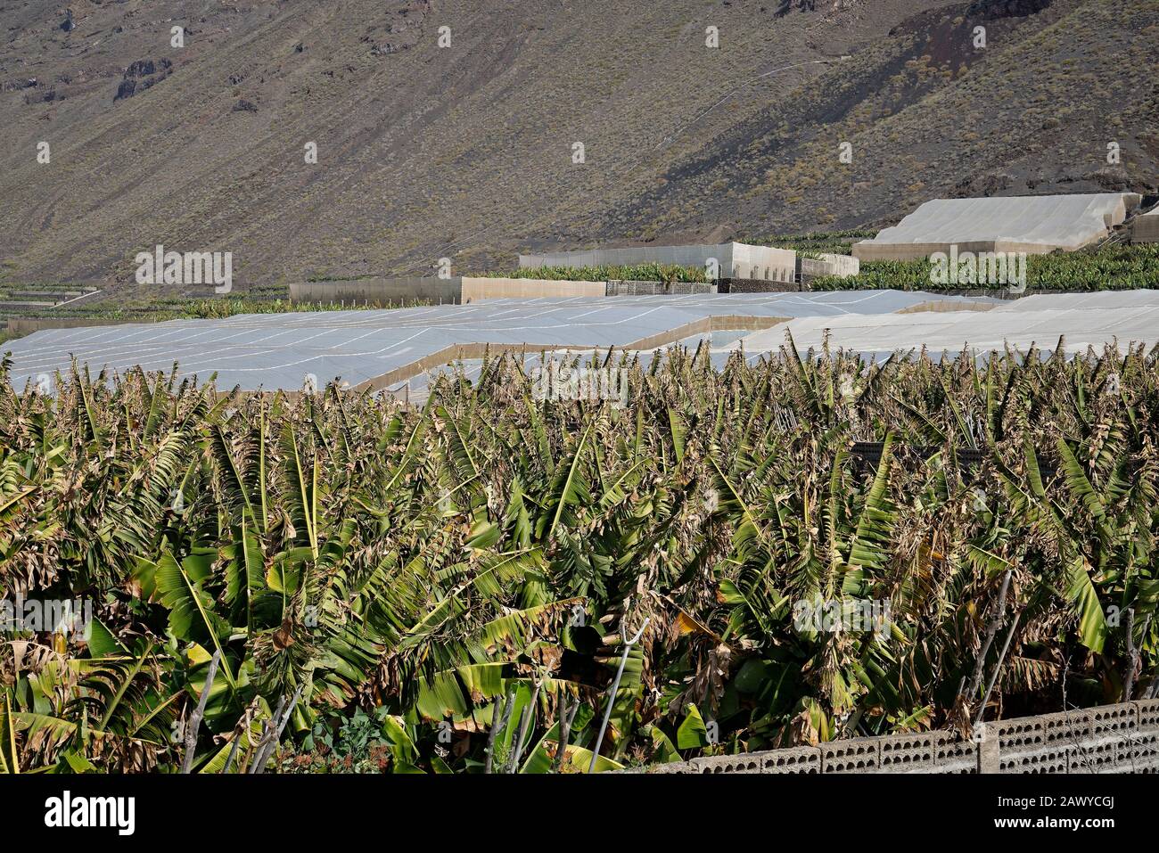 Banana plants on La Palma Island, The Canaries, Spain. Stock Photo