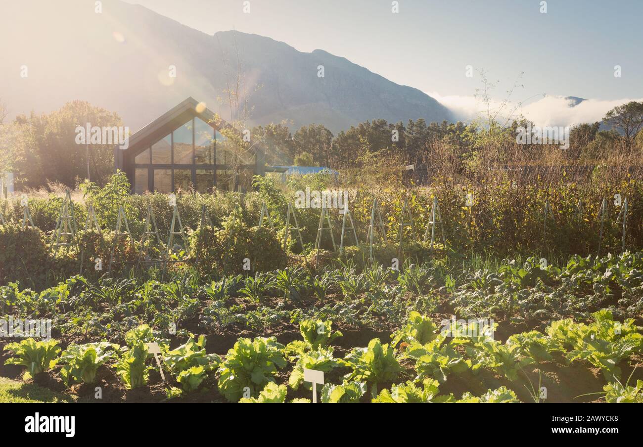 Sunny, idyllic vegetable garden below mountains Stock Photo