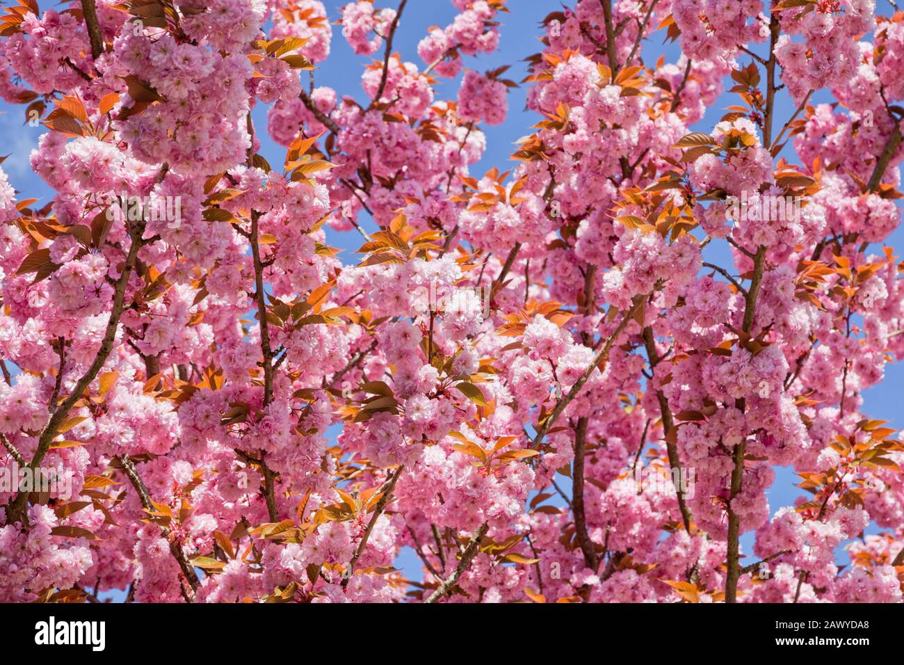 Pink Cherry blossom in spring close up Stock Photo