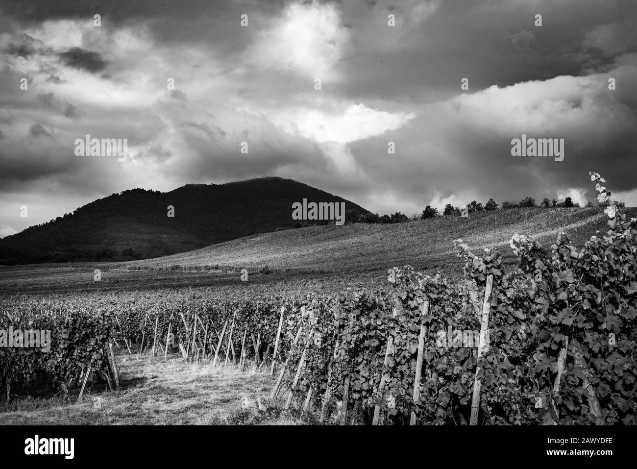 Raisin grappe Black and White Stock Photos & Images - Alamy