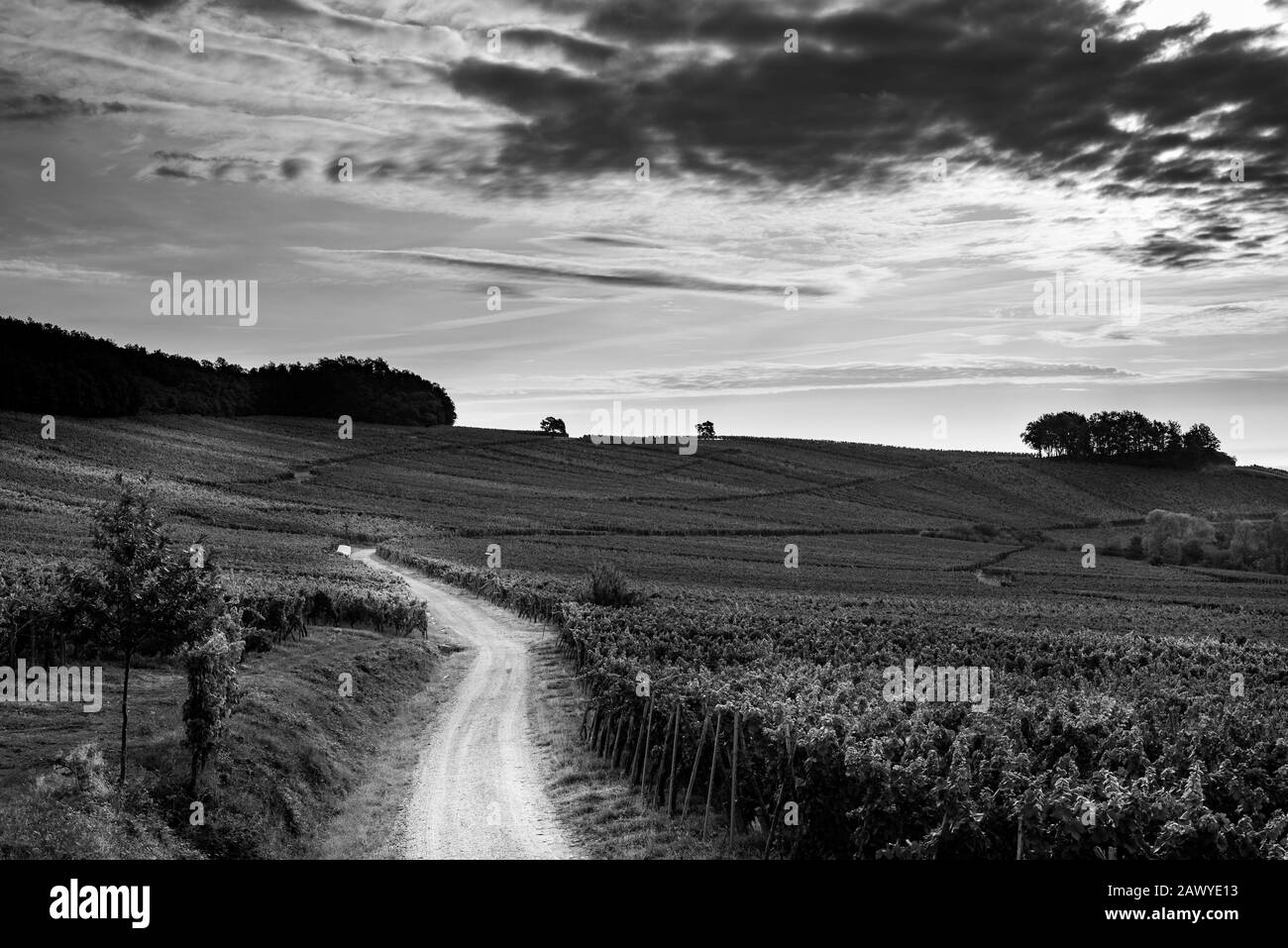 Raisin grappe Black and White Stock Photos & Images - Alamy