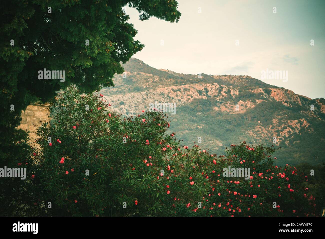 Mountain view through trees and a flowering bush of pink jasmine flowers at sunset in the nebula. Template for design. Copy space. Stock Photo