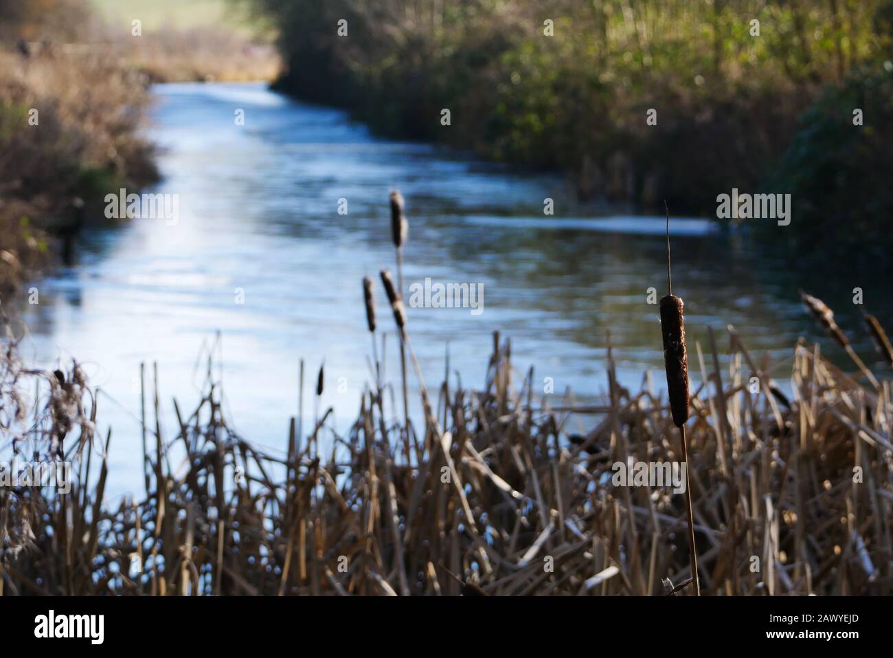 Bull rushes at canal Stock Photo - Alamy