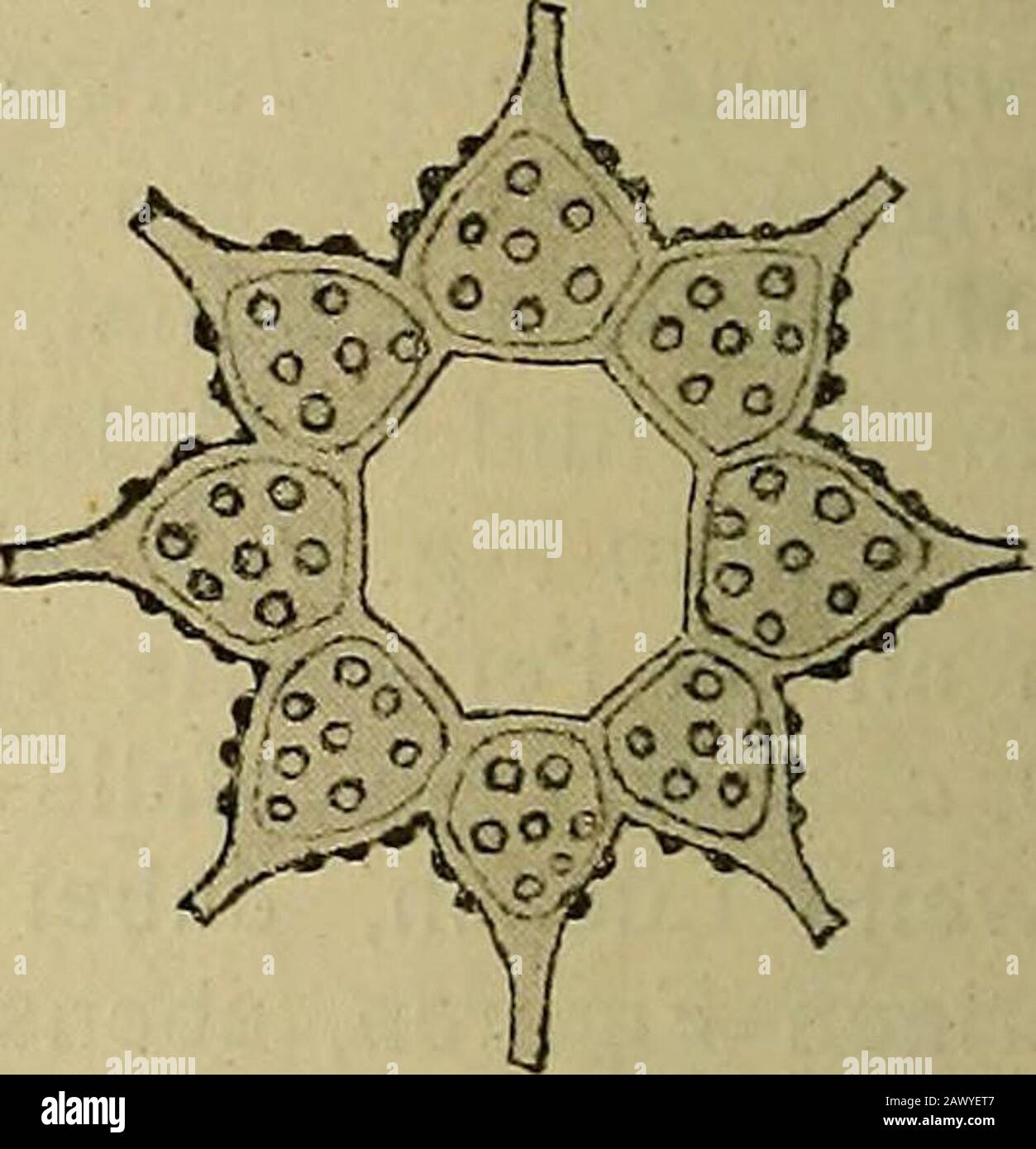 Sitzungsberichte . Fig. 10. Übergangsform von Pediastrtim Lri- ängulum A. Br. zu P. ovatum A. Br. aus dem Ochridasee. 585/t.. Fig. 11. Pediastrum ovatum A. Br.aus dem Ochridasee. 975 -, P. ovatum tritt in recht mannigfachen Formen auf. Reinschzeichnet 1. c. 3-, 4-, 7- und 16-zellige Coenobien dieser Art, vondenen das 4-zellige eine nur kleine, viereckige Öffnung in der Mitteaufweist. Lemmermann gibt (1. c, tab. 2, flg. 32) eine ebensolchevierzellige Form an, die er als neue Varietät radialis bezeichnet.Bei ihr ist die Lücke wesentlich größer als bei der Form vonReinsch. Die in Fig. 11 von mir Stock Photo