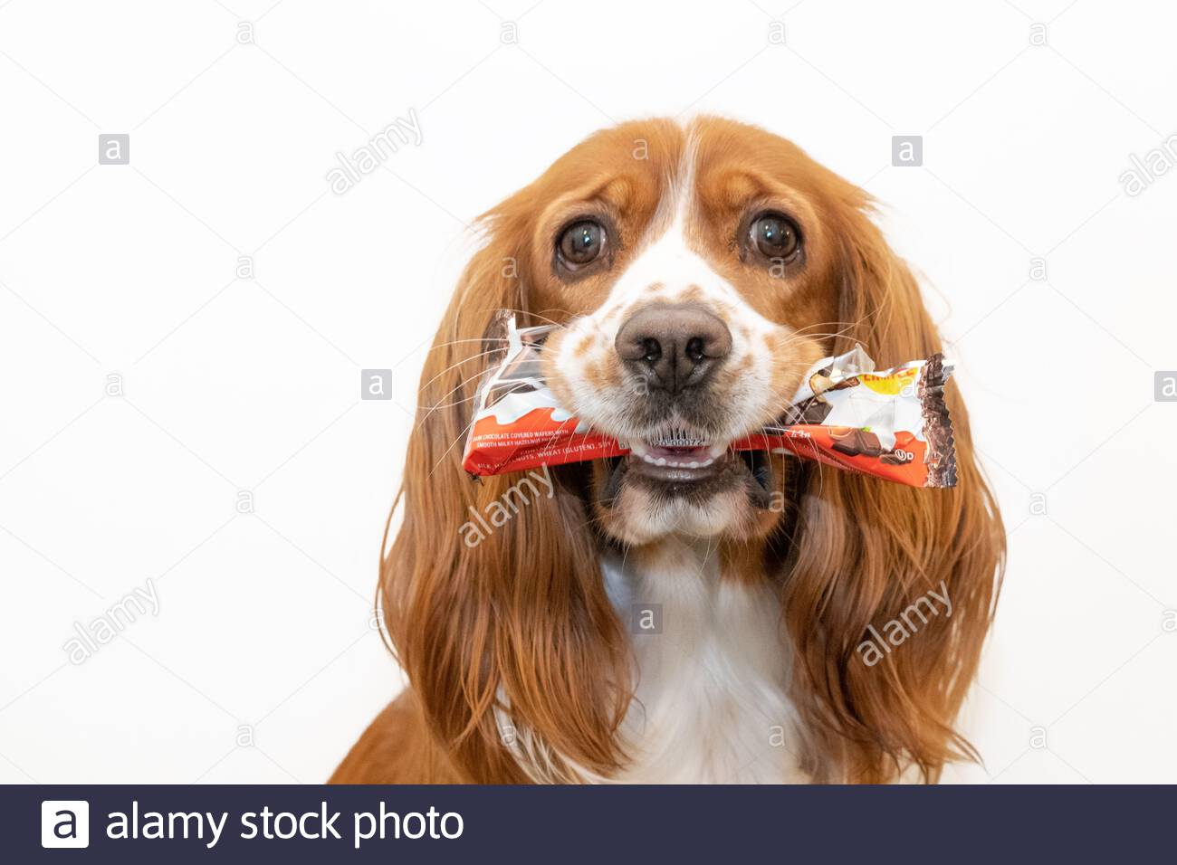 cocker spaniel biting puppy