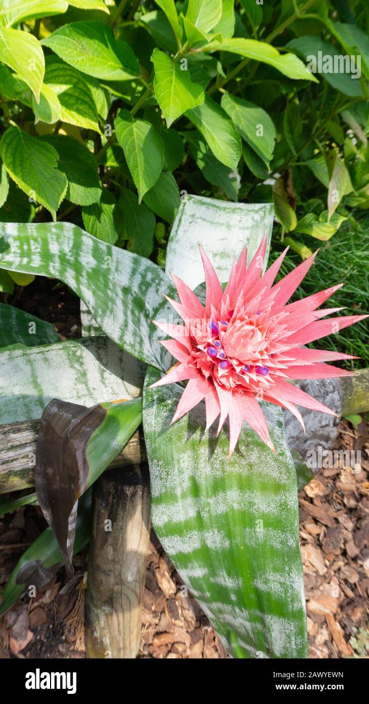 A picturesque close up photo of tropic  pink aechmea fasciata flower in a natural habitat for magazines, calendars, wallpapers.  Landscape design with Stock Photo