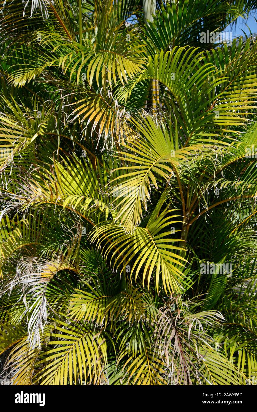 Tropical plants. Stock Photo