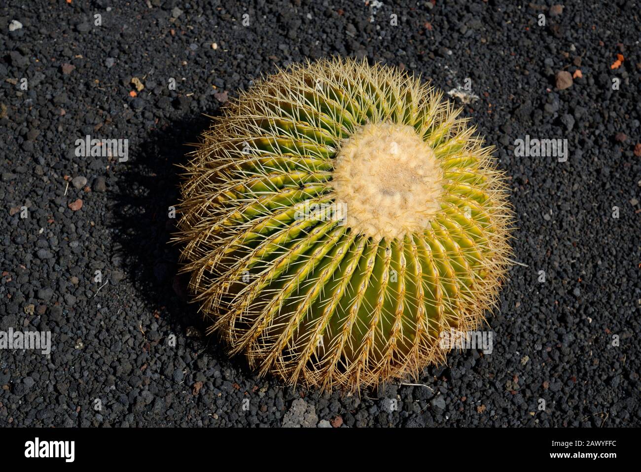 Specimen Cactus High Resolution Stock Photography And Images Alamy