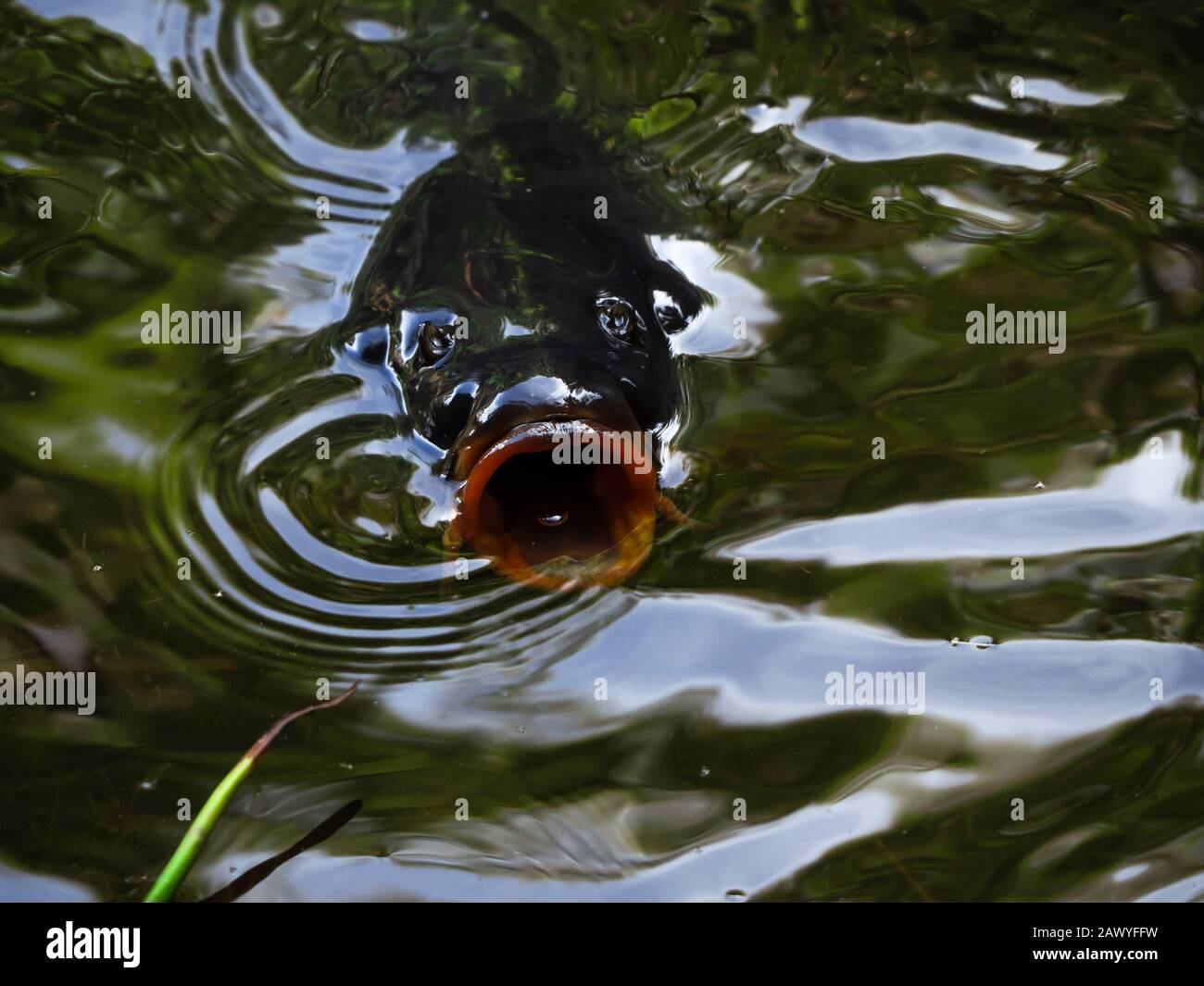 carp fish in the green water with the open mouth Stock Photo