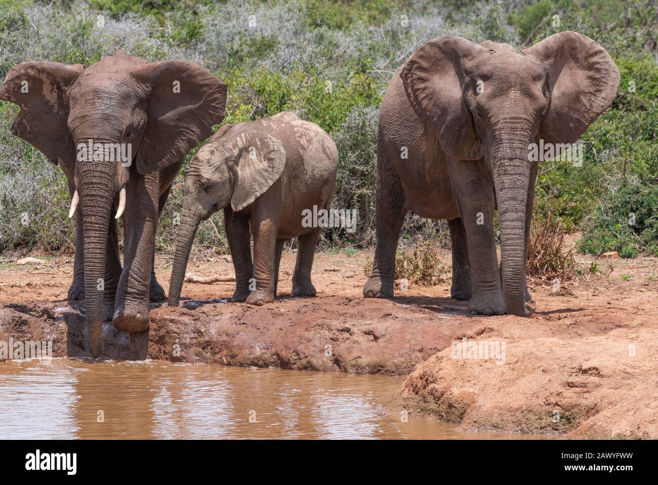 African Elephants At Watering Hole In The Addo Elephant National Park Eastern Cape South