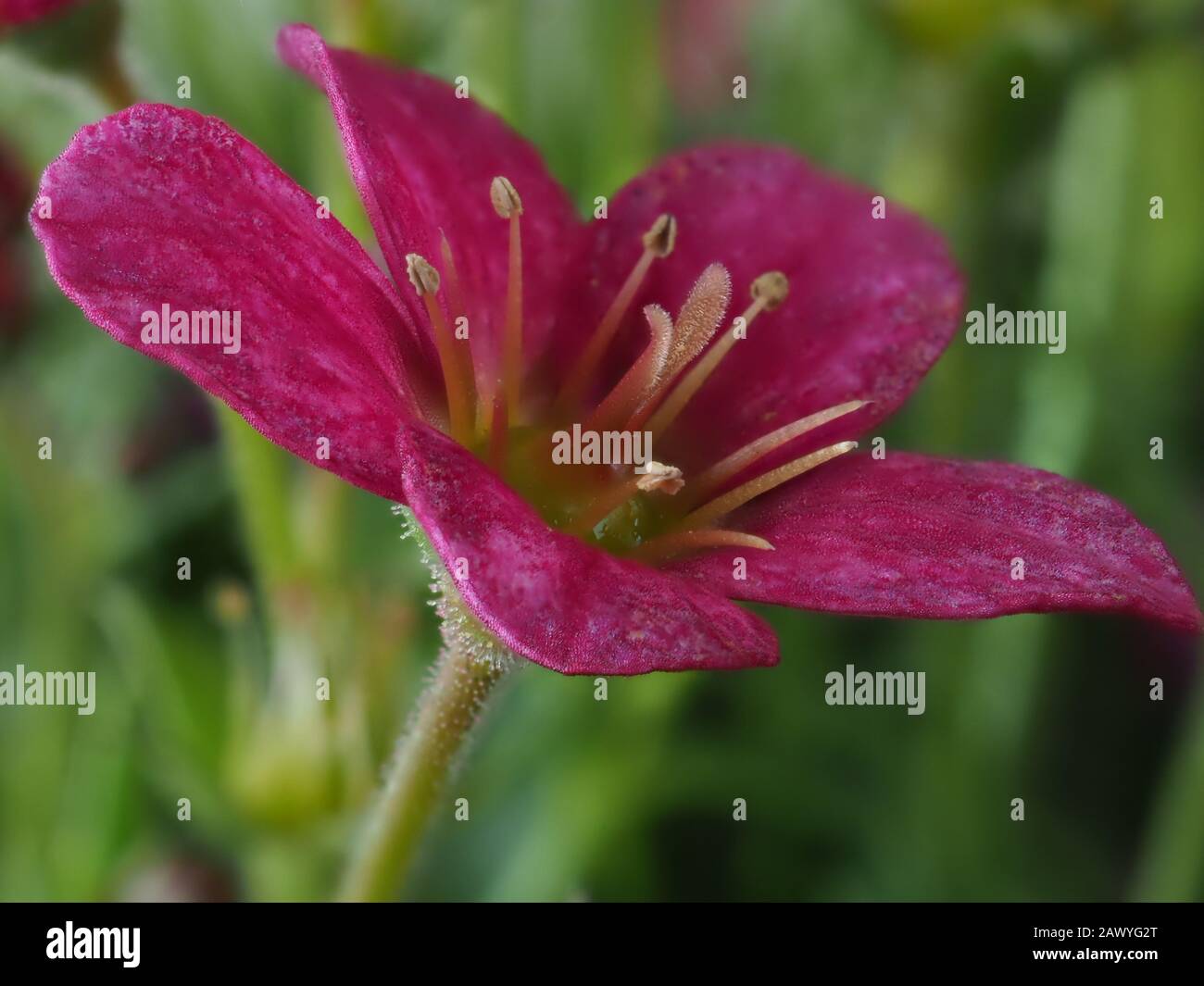 Closeup of a pretty little Saxifrage flower, Saxifraga Alpino Pink Early Stock Photo