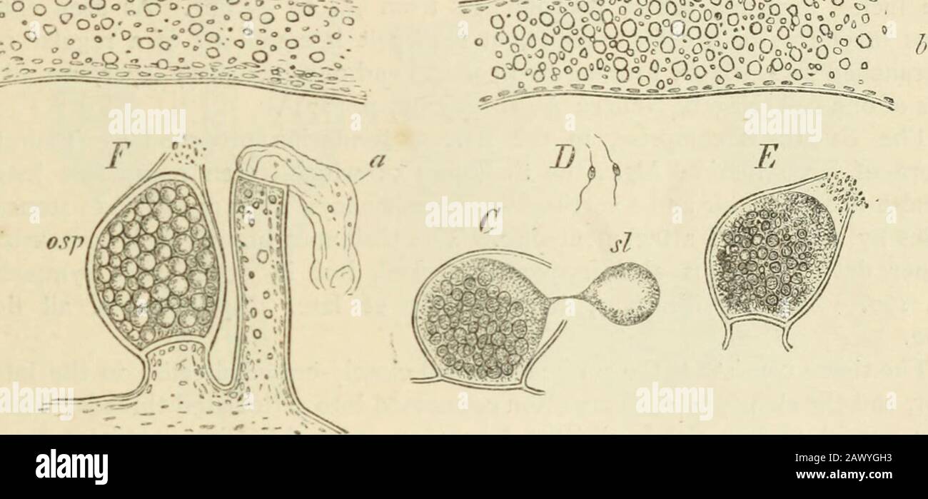 Page 51 B E High Resolution Stock Photography And Images Alamy