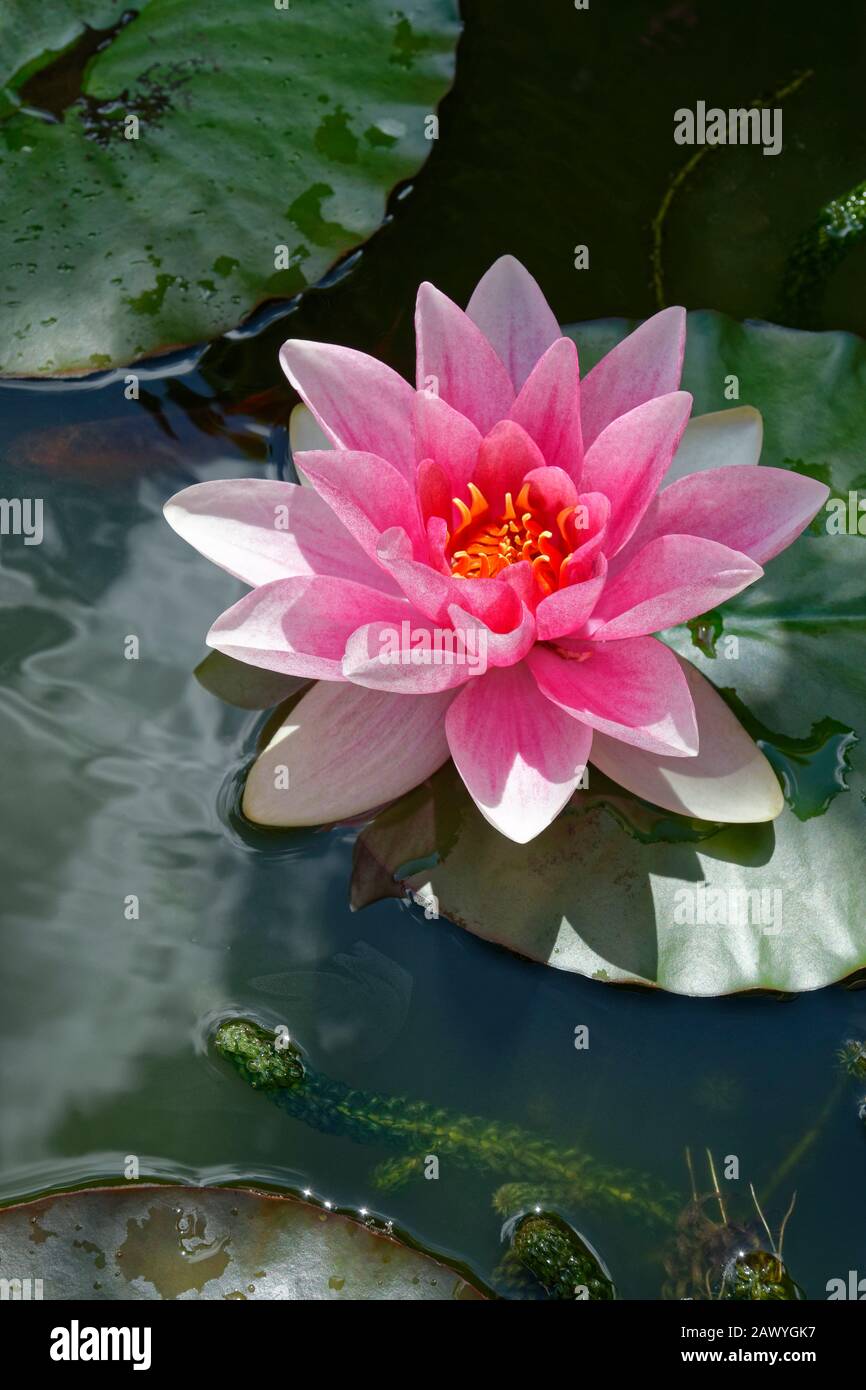 Pink Water Lily. Stock Photo