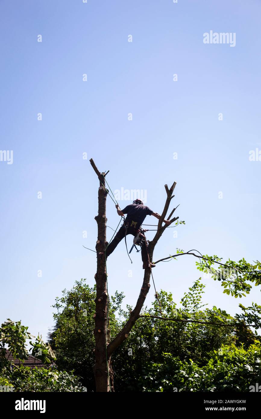 Cutting down tree garden uk hi-res stock photography and images - Alamy