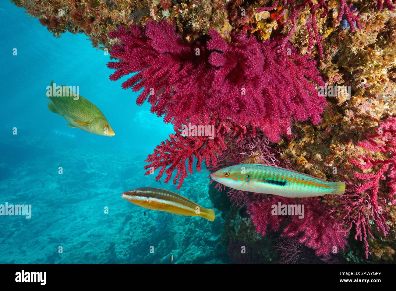 Mediterranean sea colorful marine life underwater, soft coral with wrasse fish, Cap de Creus, Costa Brava, Spain Stock Photo