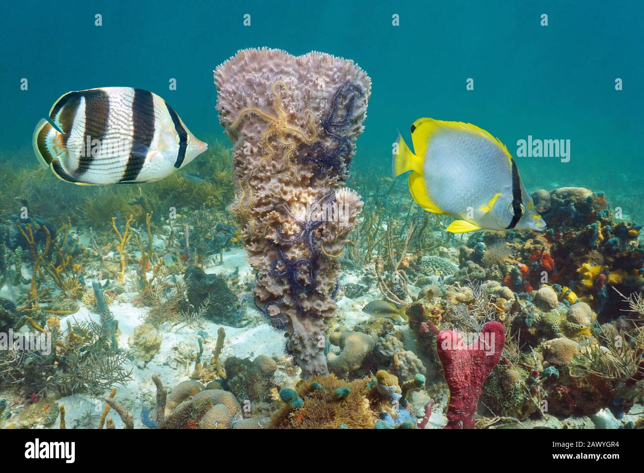 Caribbean sea marine life, butterflyfish with sponge and brittle stars underwater in a coral reef Stock Photo