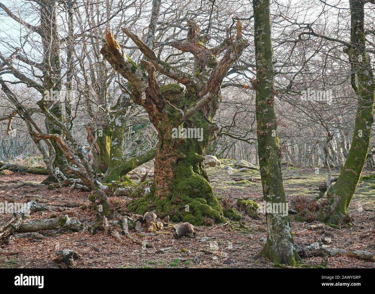 Mysterious old dead tree trunk in the forest, natural scene, France, Massif des Alberes, Pyrenees Orientales, Occitanie Stock Photo