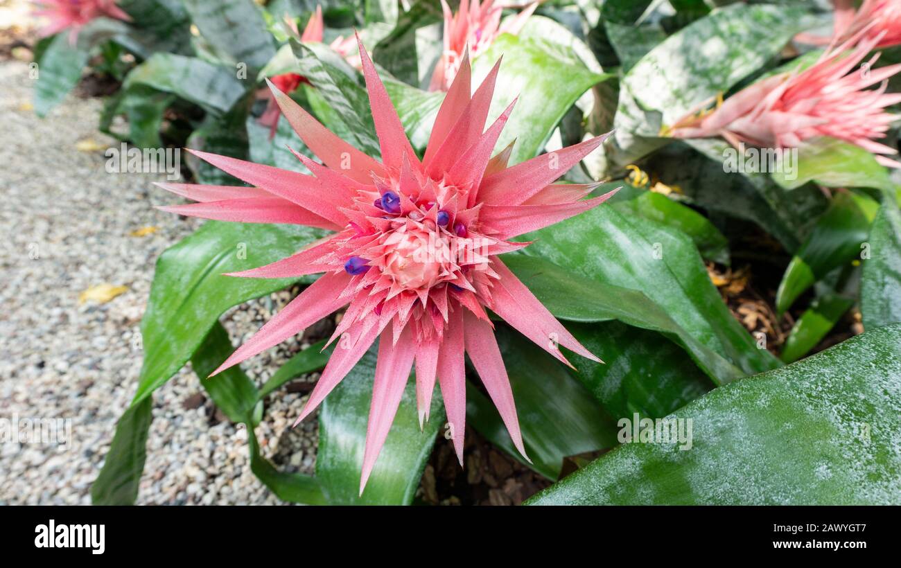 A close up photo of exotic pink aechmea fasciata flower in a natural habitat for magazines, calendars, wallpapers.  Landscape design with aechmea acme Stock Photo