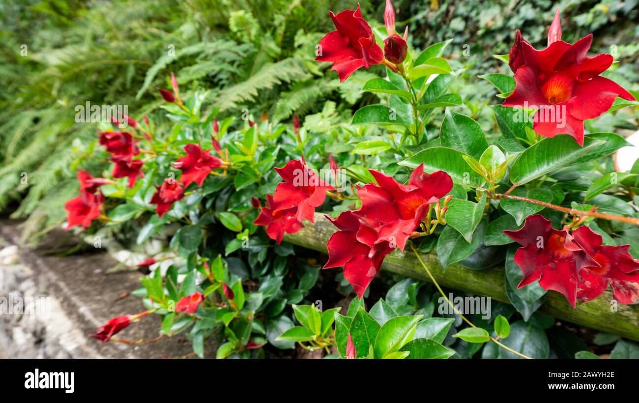 Mandevilla in landscape design of english garden. Picturesque close up photo of tropical exotic flower of red dipladenia or mannevilla in a natural ha Stock Photo