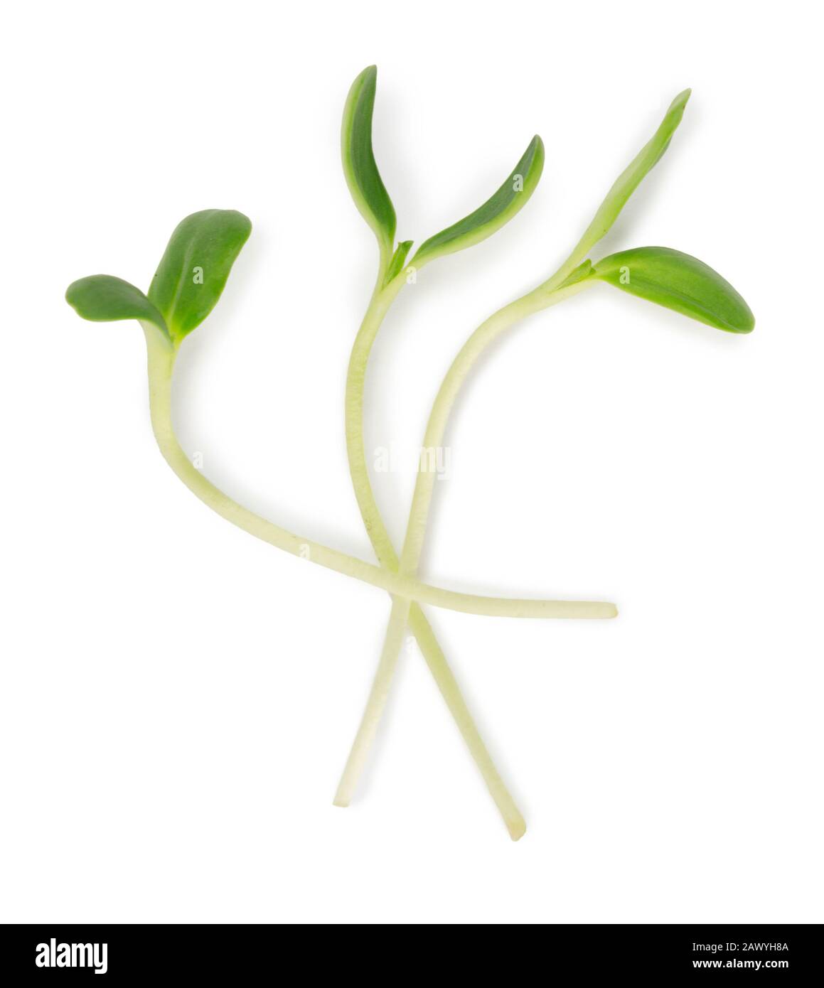 Micro green fresh sprouts isolated on white backgroundwith soft shadow Stock Photo
