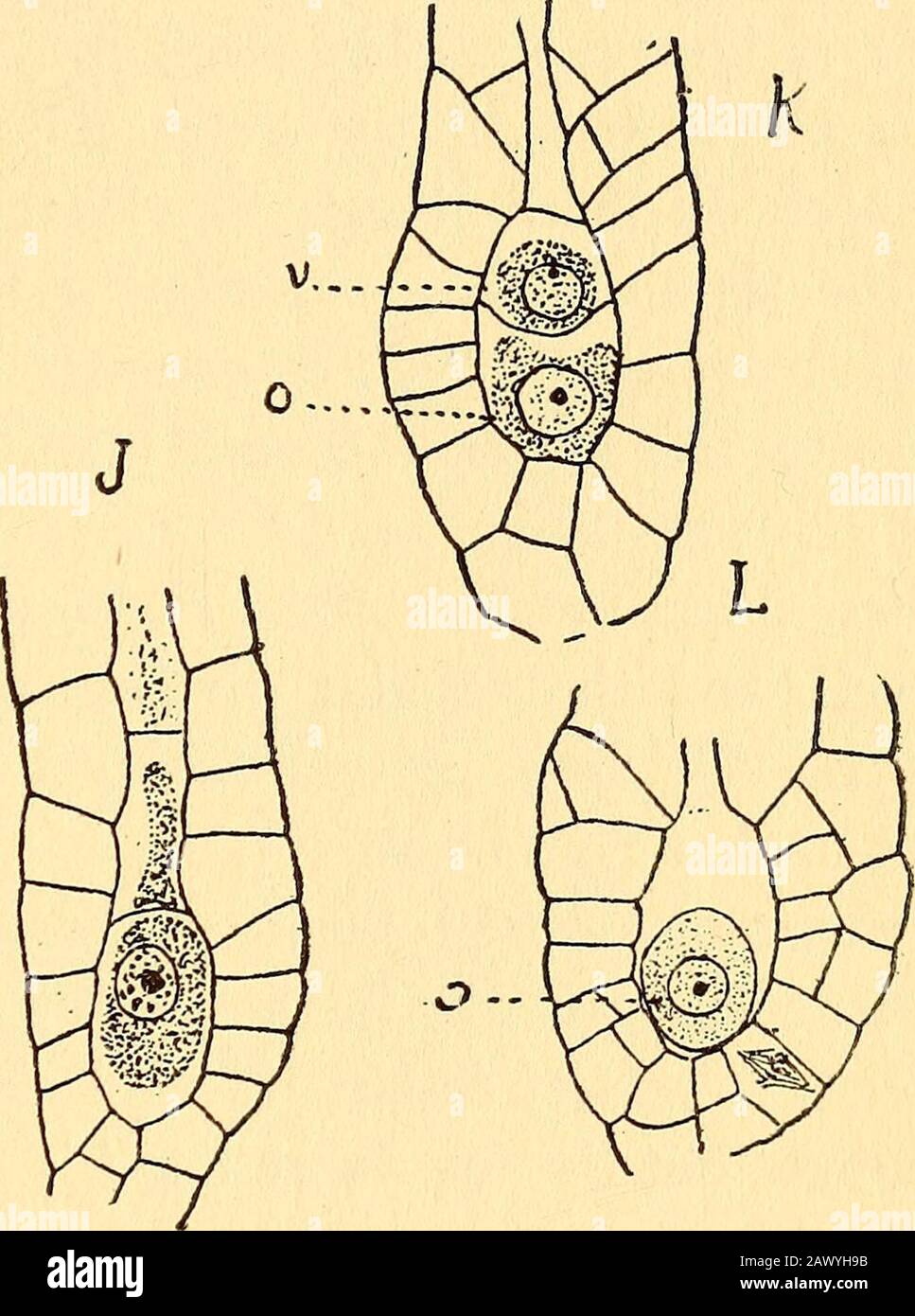 A Morphological Study Of Some Members Of The Genus Pallavicinia Fig 14 Development Of The Archegonium In Pallavicinia Radiculosa A F X 450 G L X 300 A C Very Young Stages Longitudinal Sections D