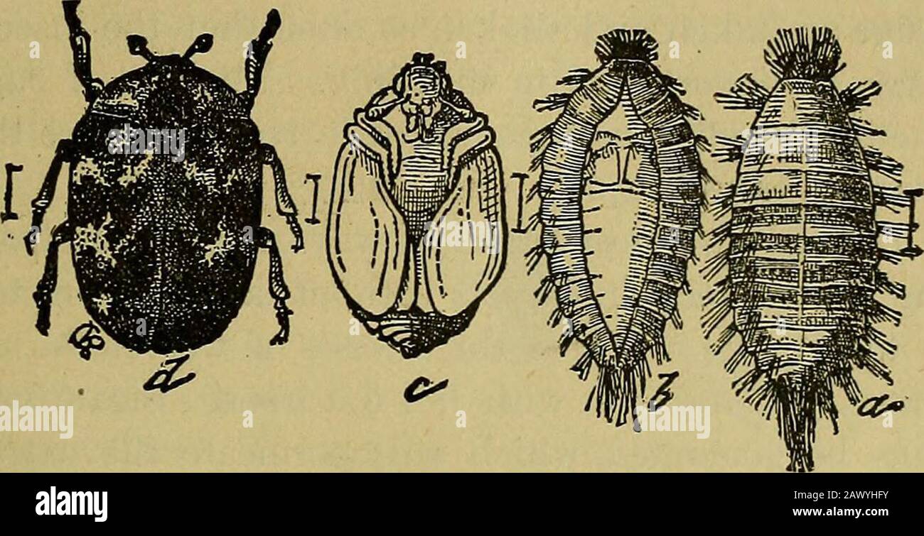 Insects And Insecticidesa Practical Manual Concerning Noxious Insects And The Methods Of Preventing Their Injuries Imilar Way Remedies The Best Remedy For These Pests Is Agood Quality Of Insect Powder Such As