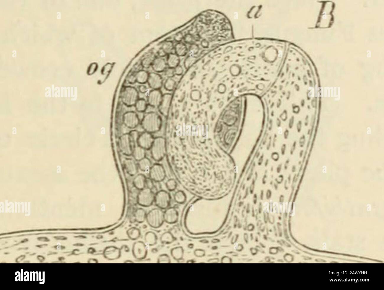 Text-book of botany, morphological and physiological . and contain very little * In the Vaucheria synatidra discovered by Woronin living in brackish water 2-7 small horns(antheridia) arise on the large ovoid terminal cell of a two-celled branch (Bot. Zeitg. 1869, nos. 9,10). ALG7E. 225 or no chlorophyll (Fig. 159, B, a). From one part of the protoplasm of this antheridiiim-cell are formed the numerous spermatozoids, very small long bodies with two cilia (D).In several species the antheridia are curved like horns {F. sessilis, geminata, andterrestris); in others they are straight (F. sericea) o Stock Photo