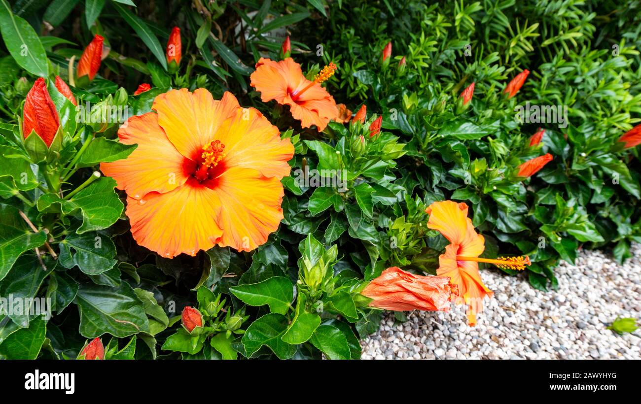 An exotic beautiful jungle flower of red and orange color in a natural  habitat. Postcard of the tropical Hawaiian hibiscus rosa sinensis flower  IBISCO Stock Photo - Alamy