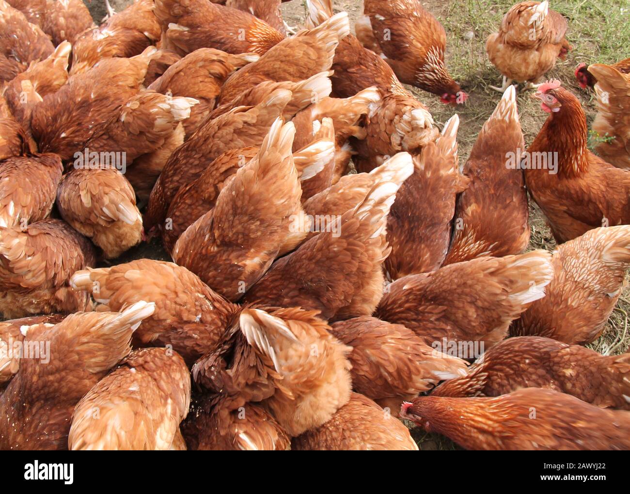 Free Range Chickens Eating Food on the Ground Stock Photo Alamy
