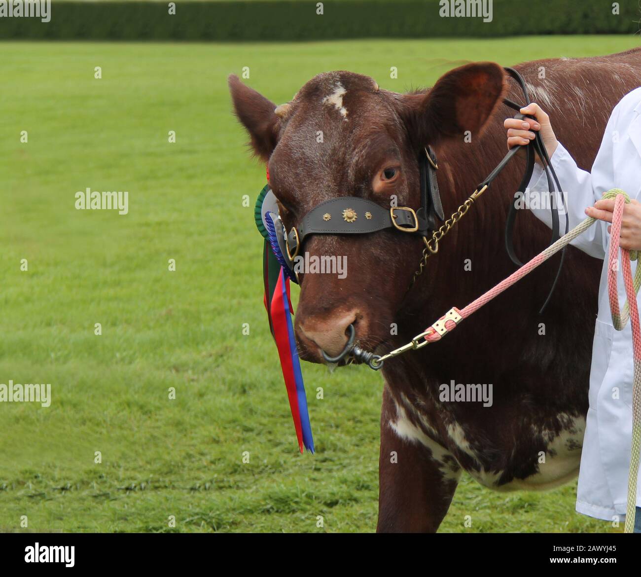 A Beef Shorthorn Champion Winning Farm Bull Animal Stock Photo Alamy