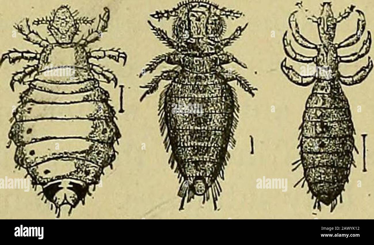Tsenene Insect Osene hi-res stock photography and images - Alamy