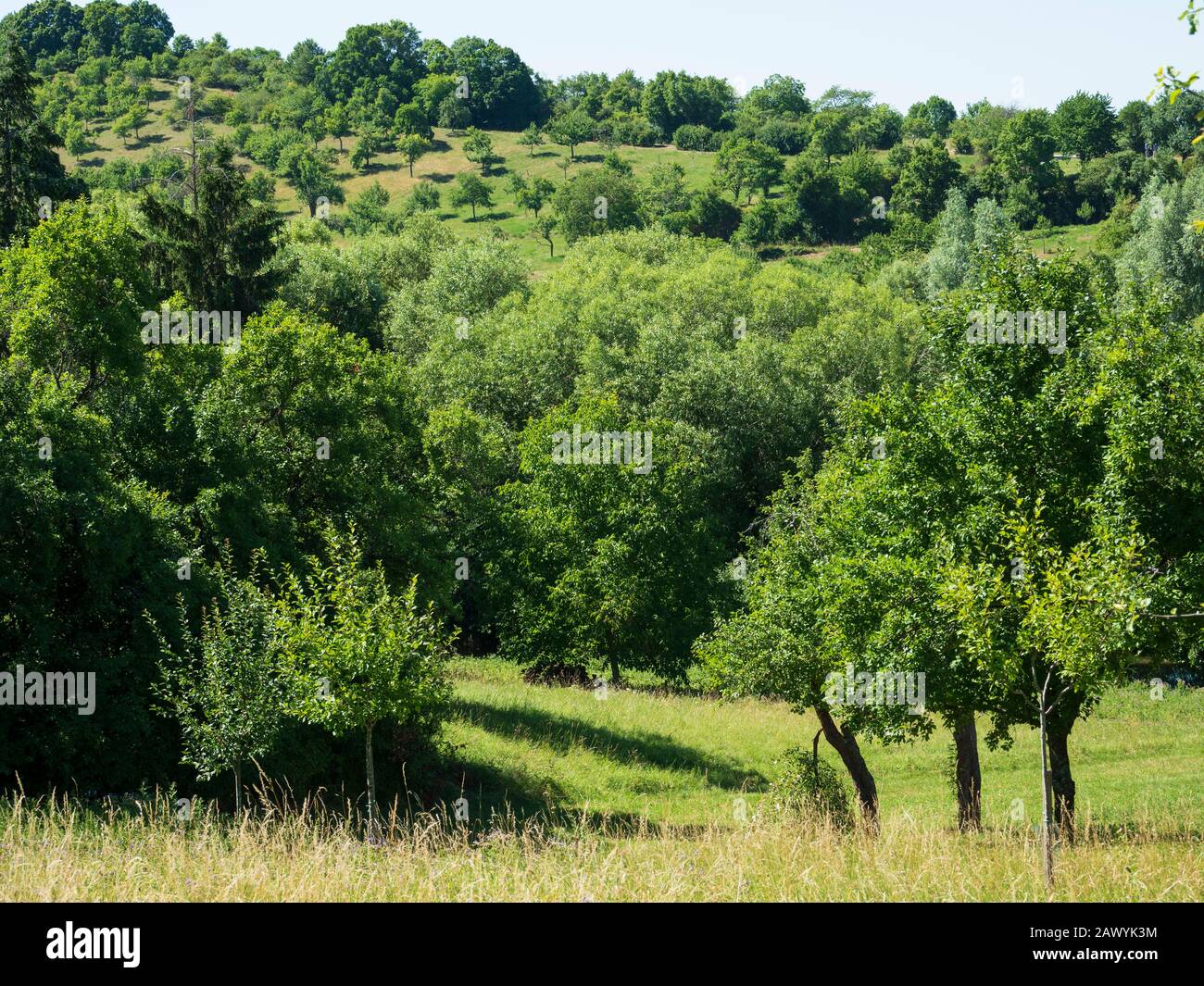 Streuobstwiesen Burgbernheim, Mittelfranken, Franken, Bayern, Deutschland | Streuobstwiesen Burgbernheim, Franconia, Bavaria, Germany Stock Photo