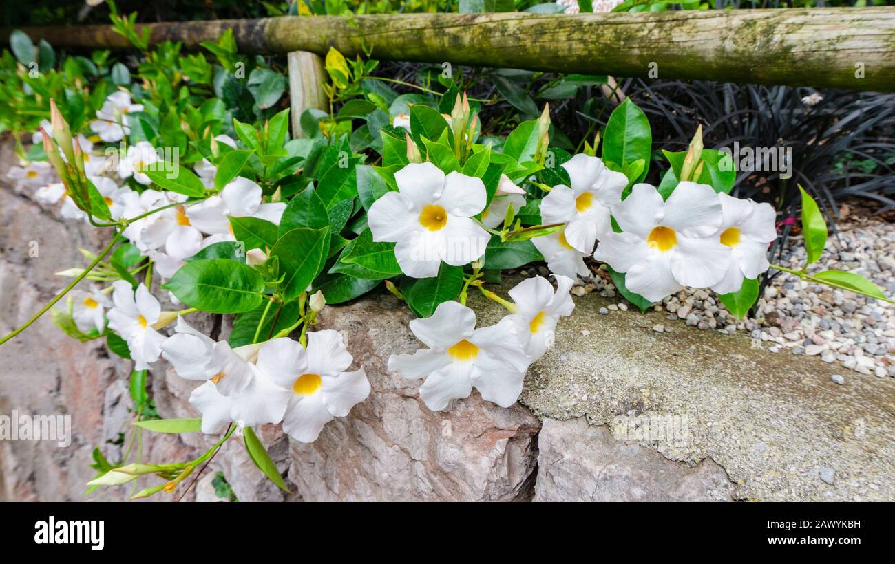 Landscape photo of tropical exotic flower of white dipladenia or mandevilla in natural habitat. Dipladenia in landscape design. Close up photo of mand Stock Photo