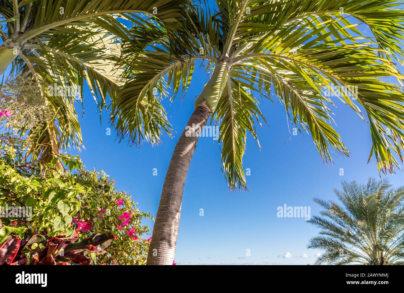 palm tree and flowering plants in St Martin Stock Photo