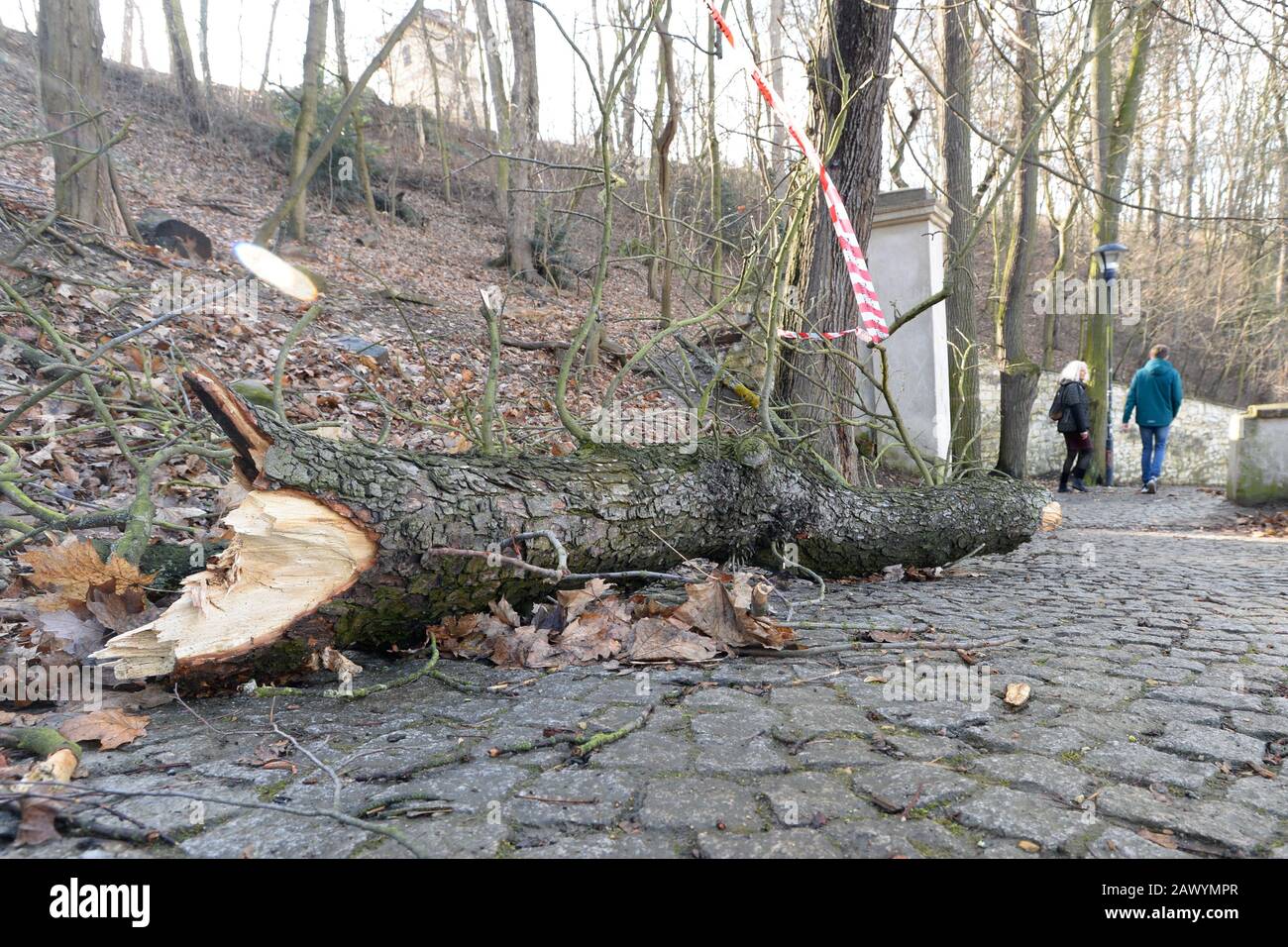 Prague, Czech Republic. 10th Feb, 2020. A fallen tree after storm Ciara (Sabine) is seen on Monday, February 10, 2020, in Prague, Czech Republic. Credit: Katerina Sulova/CTK Photo/Alamy Live News Stock Photo