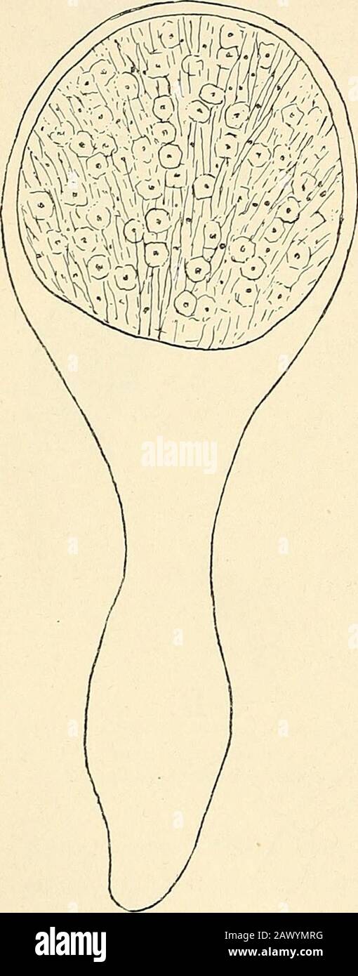 The structure & development of the mosses and ferns (Archegoniatae) . s ...