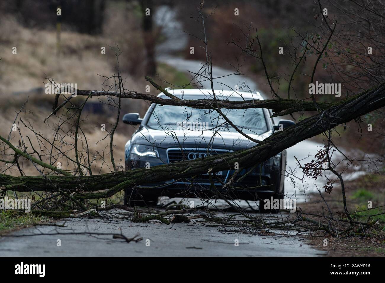 A fallen tree over a road blocks a car after storm Ciara (Sabine), on  Monday, February 10, 2020, in Budweis, Czech Republic. (CTK Photo/Vaclav  Pancer Stock Photo - Alamy