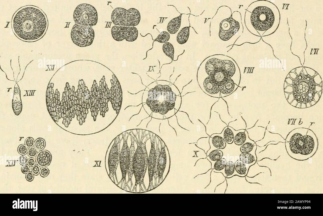 Text-book of botany, morphological and physiological . is a hyahne ball ...