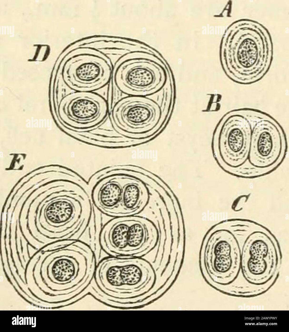 Text-book of botany, morphological and physiological . ss of layers of the softened gelatinous walls ofthe mother-cell surround the daughter-cells which proceedfrom it with their gelatinous envelopes which are also stra-tified, and thus form systems of layers enclosed in oneanother. The relations of growth now pointed out in thecase of Nostocaceae and Chroococcacese are repeated, inall essential particulars, in some other groups of verysimple Algae, the cells of which contain pure chlorophyll.The peculiar bluish- or brownish-green colour which theNostocaceae share with the Chroococcaceae, is c Stock Photo