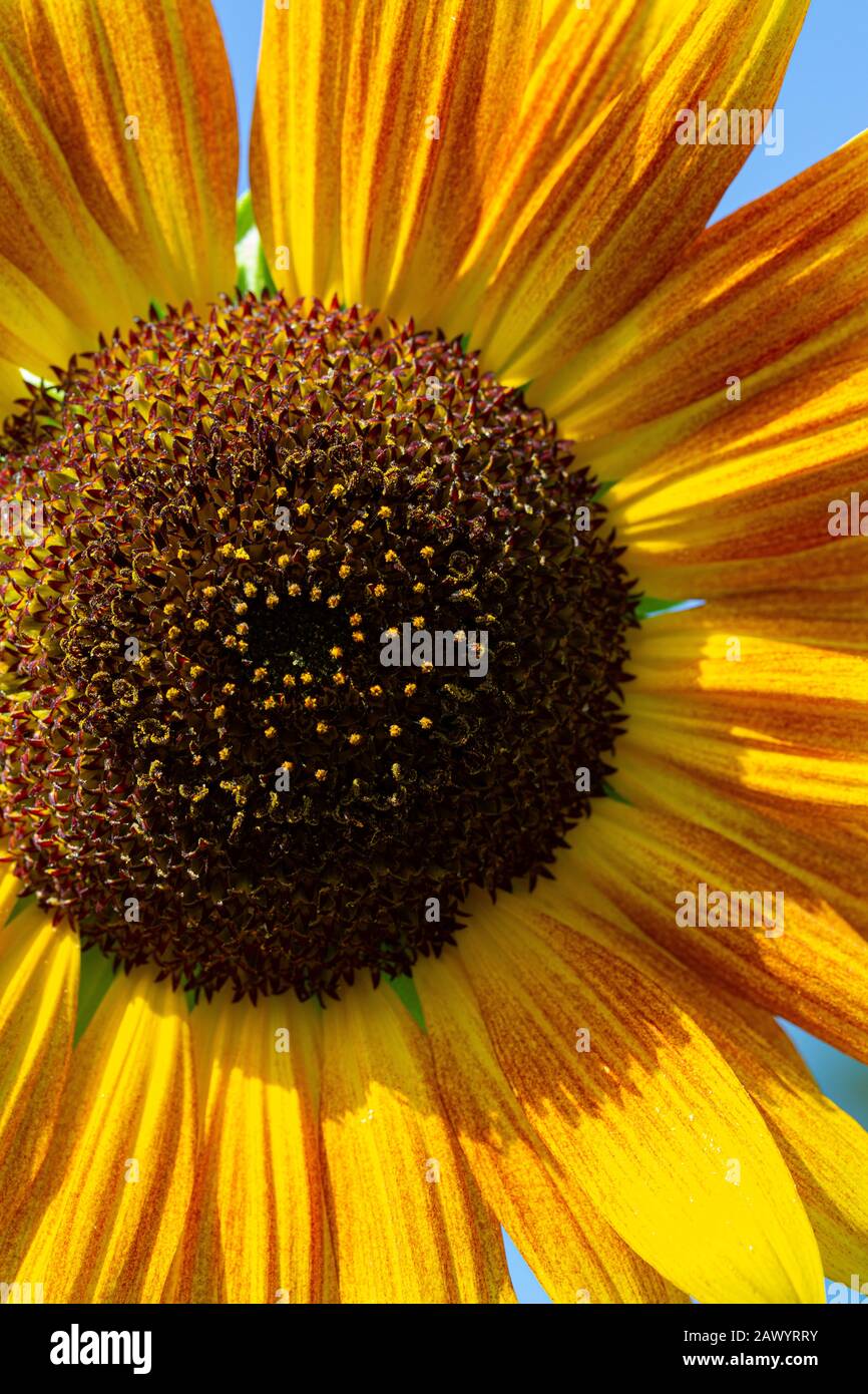 Detail of a Sunflower lit by the summer sun  against a blue sky. Stock Photo