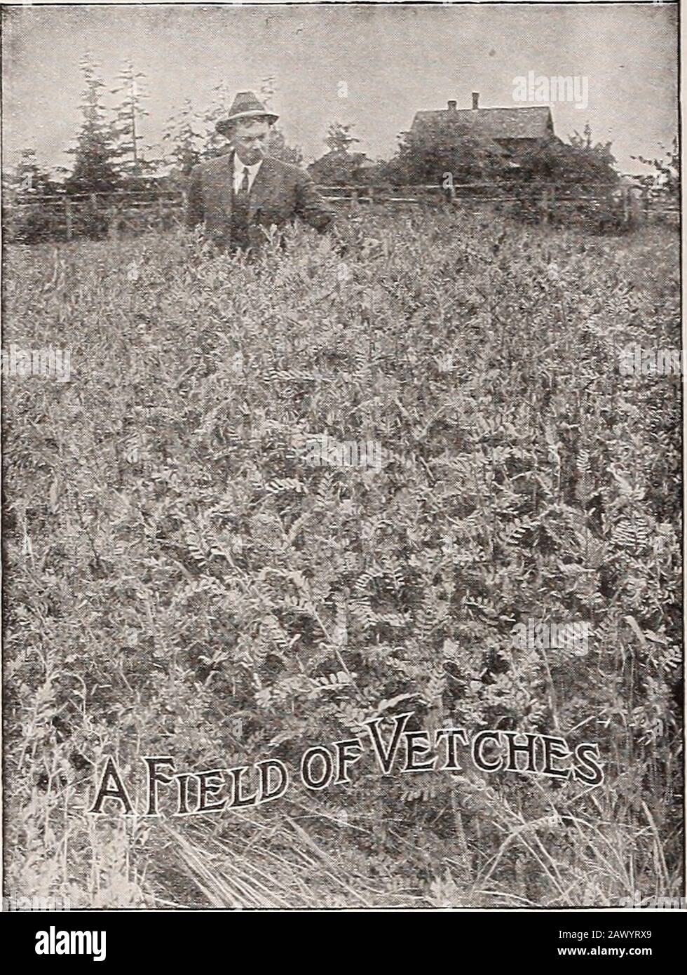 Dreer's autumn catalogue 1920 . ANED GRASS SEEDS Prices subject to market change Purchase! pays freight or express charges loo lbs. Kentucky Blue, Fancy. Bu. (14 lbs.), $5.00 $35 00 Red Top Grass. Bu. (10 lbs.),$2.00; bag (50 lbs.), $8.00 15 00 Red Top Grass, Fancy (free from chaff). Bu. (32 lbs.),$8.50 25 00 Orchard Grass. Bu. (14 lbs.), $4.50 30 00 English Perennial Rye Grass. Bu. (24 lbs.), $3.75 15 00 Italian Rye Grass. Bu. (18 lbs.), $3.00 15 00 Sheeps Fescue. Bu. (12 lbs.), $4.25 35 00 Hard Fescue. Bu. (12 lbs.), $4.25 35 00 Red or Creeping Fescue. Bu. (14 lbs.), $6.50 45 00 Tall Meadow Stock Photo