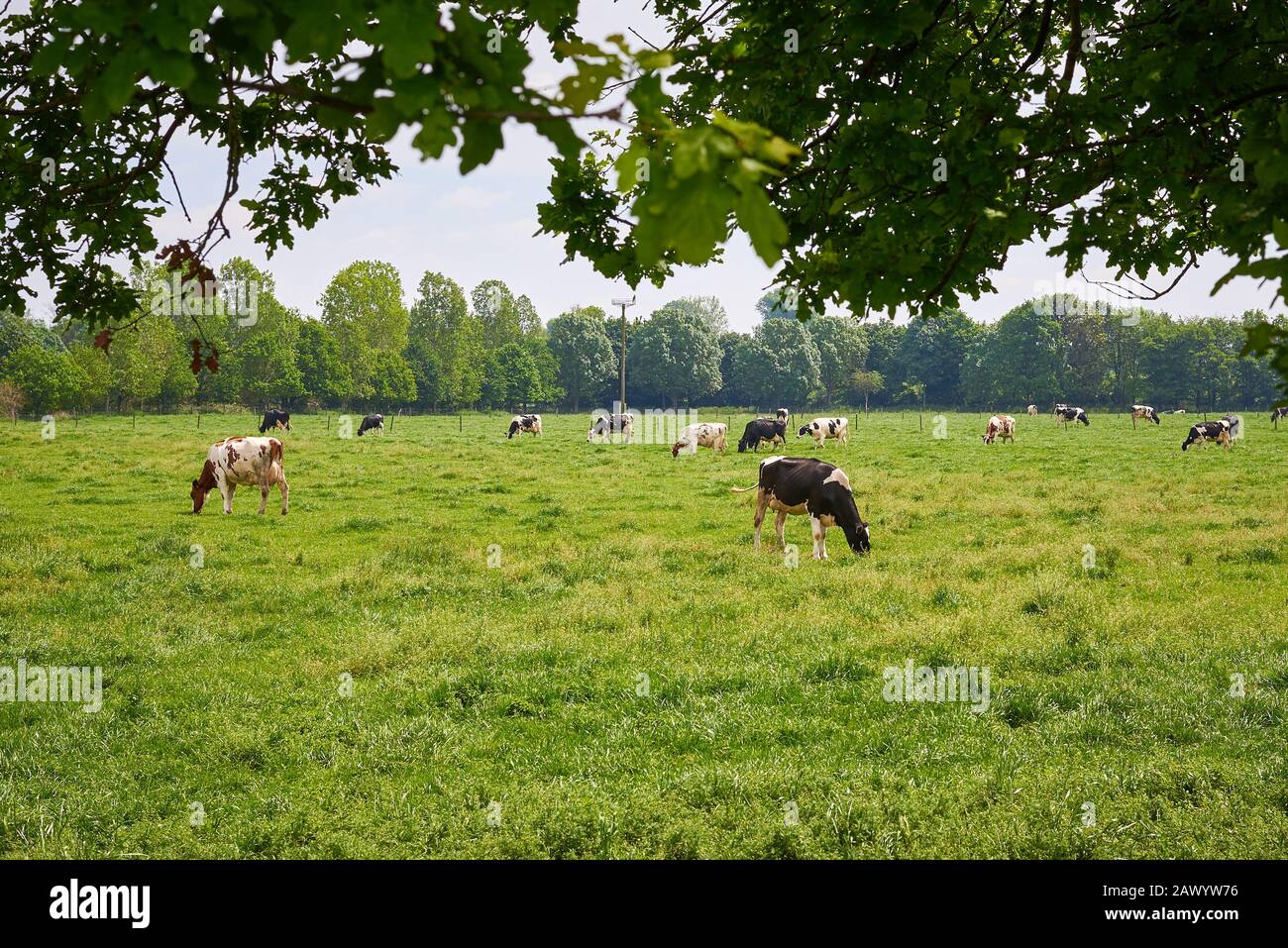 Domestic holstein cattle grazing in hi-res stock photography and images ...