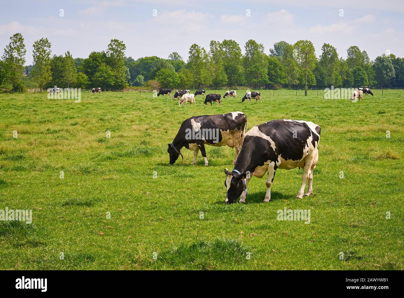Domestic cattle holstein cows dairy hi-res stock photography and images ...