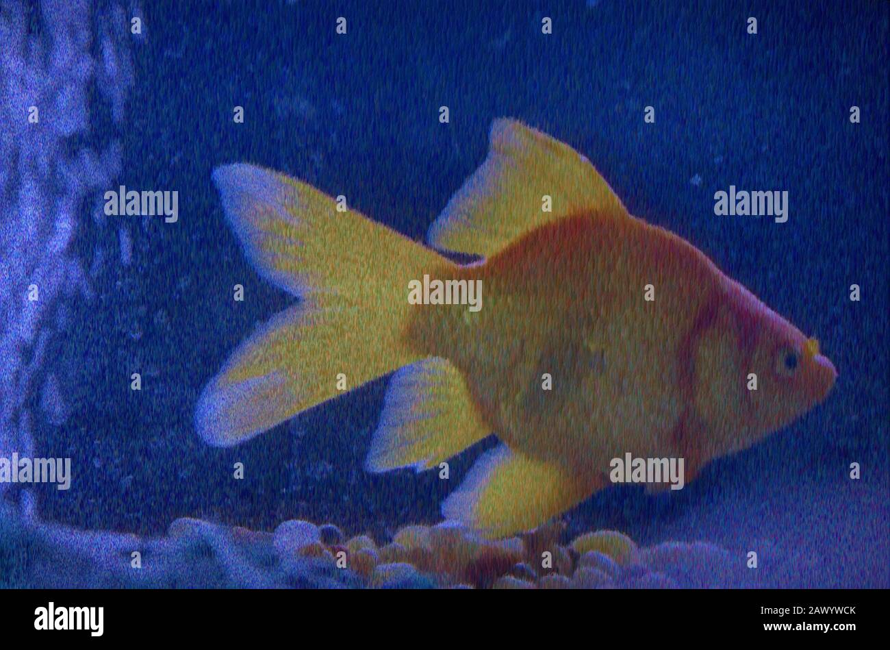 View of illustration of abstract goldfish in fish tank Stock Photo - Alamy