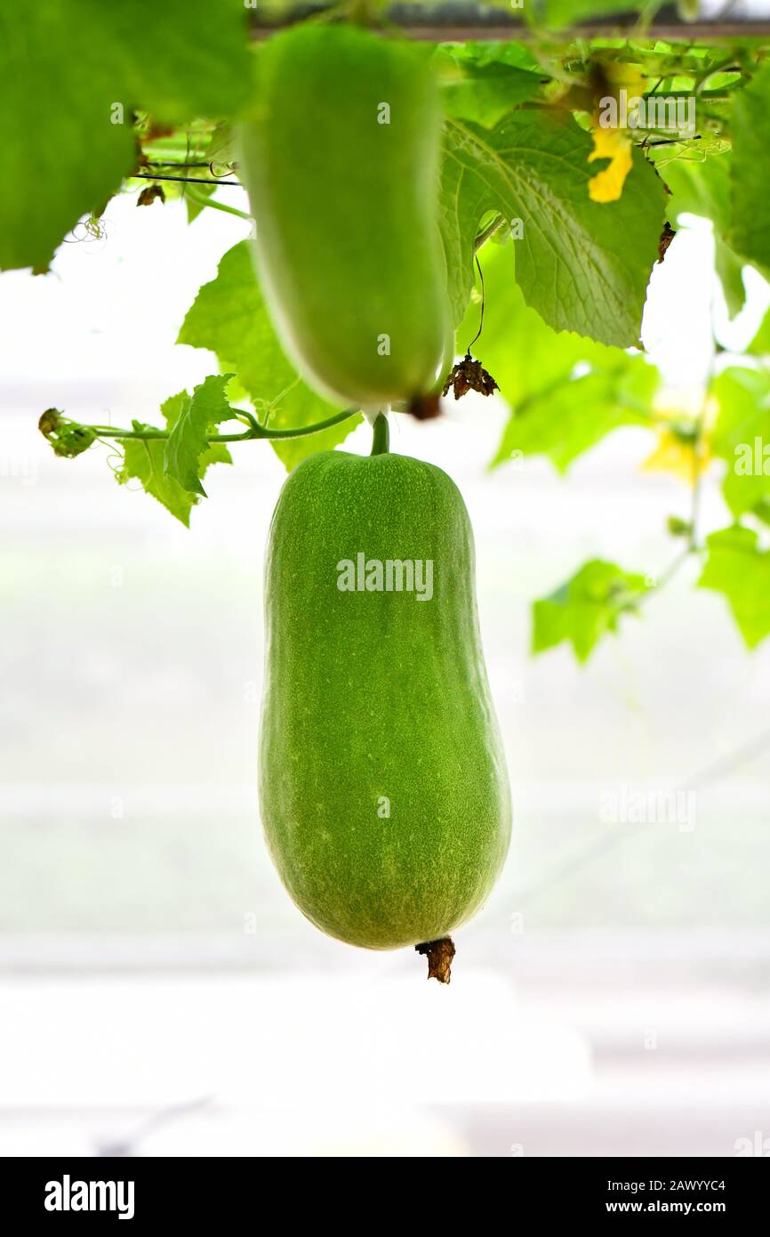Hanging winter melon plant with yellow flower and fruits Stock Photo