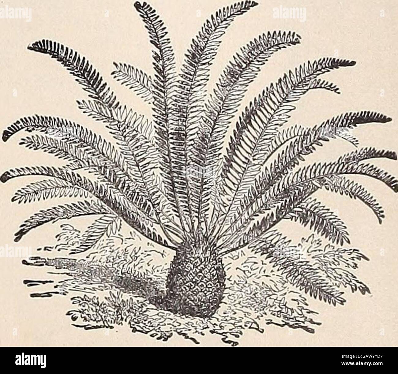 Cox seed and plant cocatalogue . CYCAS REVOI/OTA. Cycas Revoluta—(SagoPalm). A fine decorativePalm for out-door planting; does well in the openground and stands without a rival as a decorativeplant for in-door or out-door use. The leaves are ingreat demand for floral decoration. Small plants, bymail, 25c. each; large plants, 50c; $1.00 to $5.00 and$10.00 each. Pandanus Utilis—Called Screw Palm from thearrangement of the leaves on the stem. Excellentlyadapted for the center of vases and baskets, or growtias a single specimen; a beautiful plant. 50c, 75c. to$3.00.. ZAMIA INTEGRIFOLIA. Zamia Inte Stock Photo