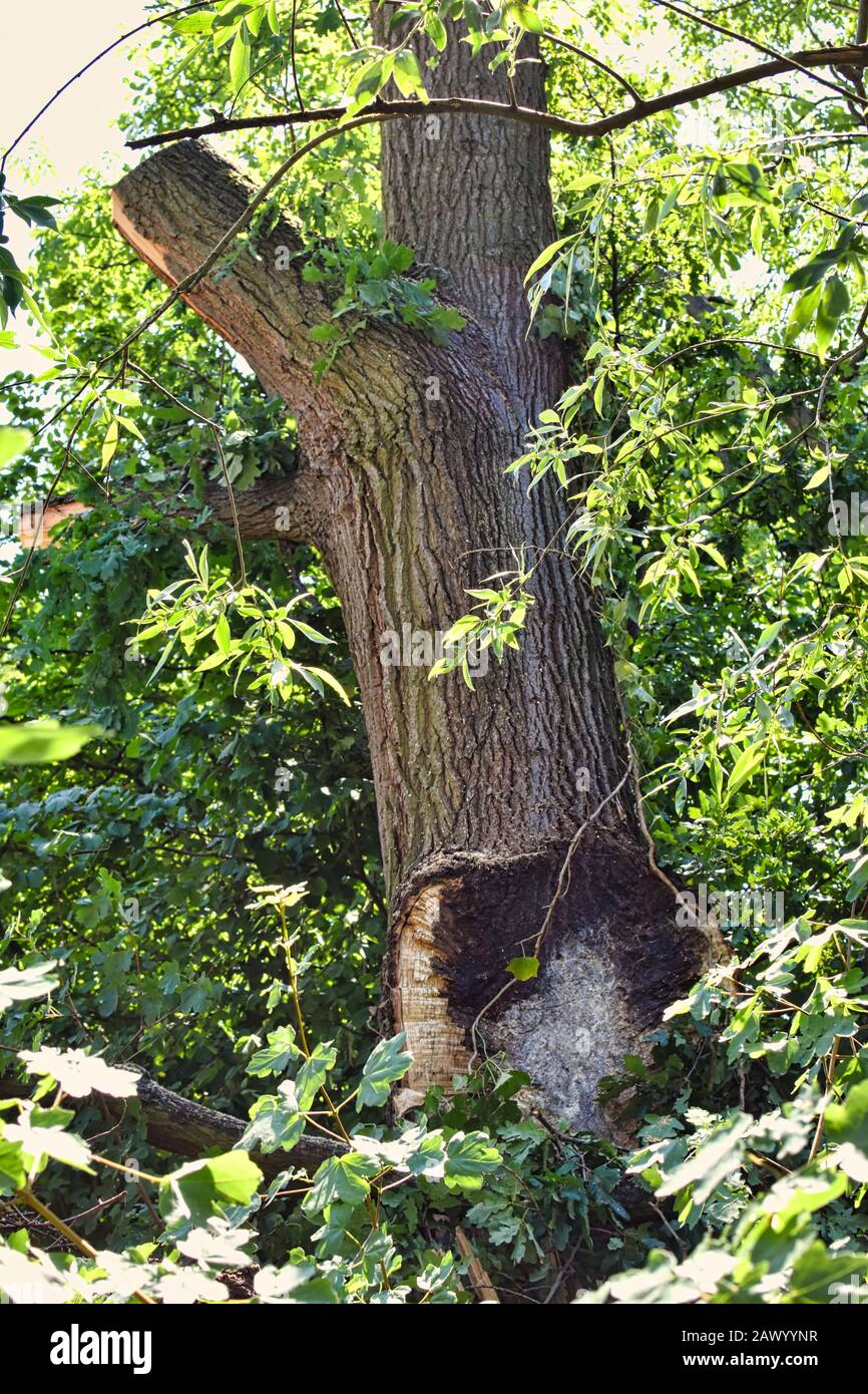 Remains of a fallen tree hi-res stock photography and images - Alamy