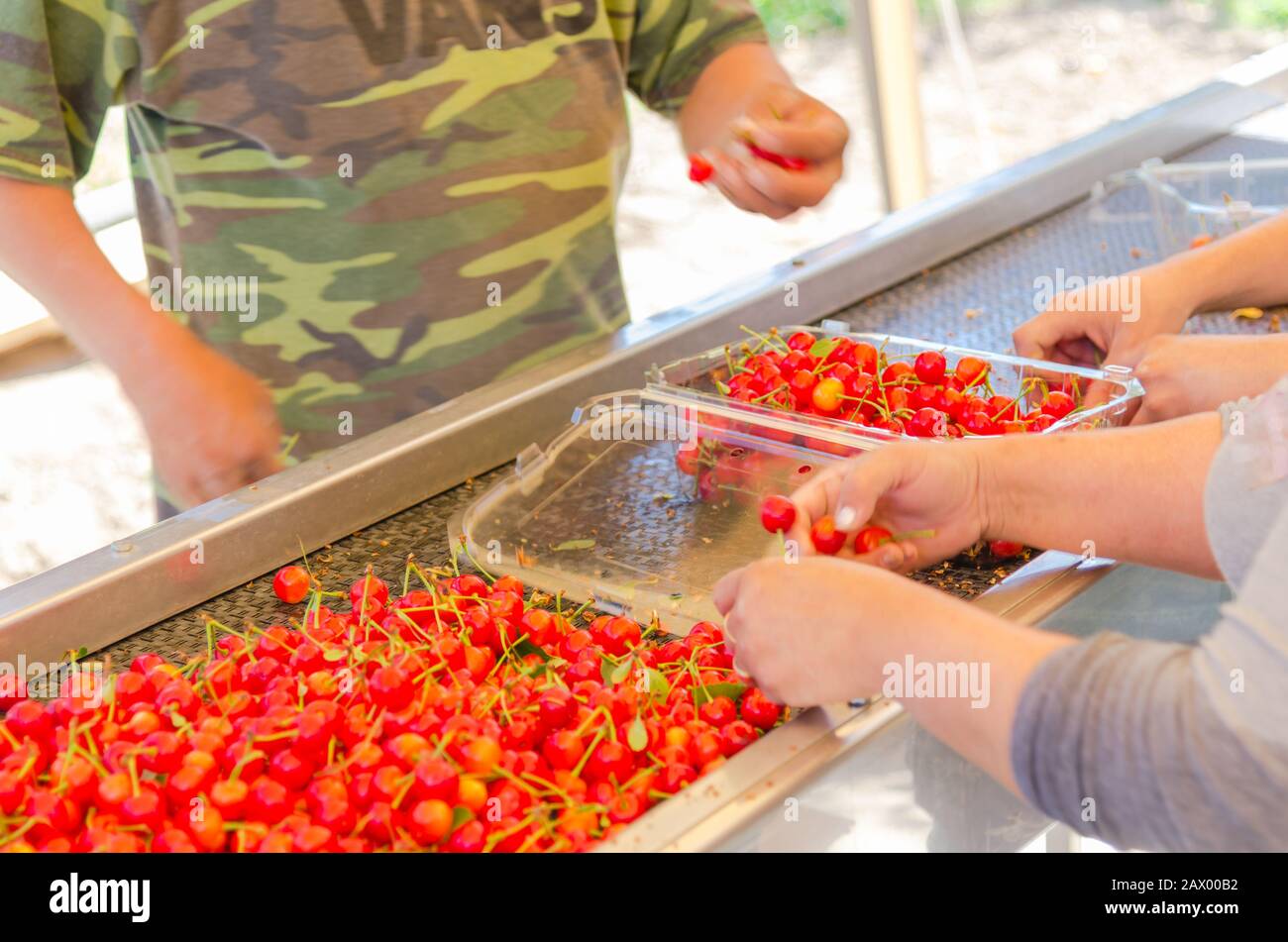 Package sweet cherries into plastic box container on conveyor belt line
