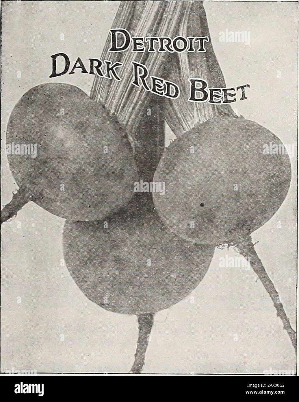 Dreer's autumn catalogue 1920 . s noted. BEANS, DWARF OR BUSH If Beans are wanted by Parcel Post add postage asfollows: To points East of Mississippi River 7 cts. per lb.To points West of Mississippi River 12 cts. per lb.Packet of any variety Bean 10 cts., postpaid. Imp. Extra Early Red Valentine... 30 Burpees Stringless Green-pod 35 Mammoth Stringless Green-pod.... 35 Black Valentine 35 Curries Rust-proof Golden Wax. ... 35 Wardwells Kidney Wax 35 Improved Prolific Black Wax 35 55GO6060606060 25 505050505050 Bush Limas Dreers Wonder Bush Lima Fordhook Bush Lima Hendersons Bush Lima .... 40453 Stock Photo