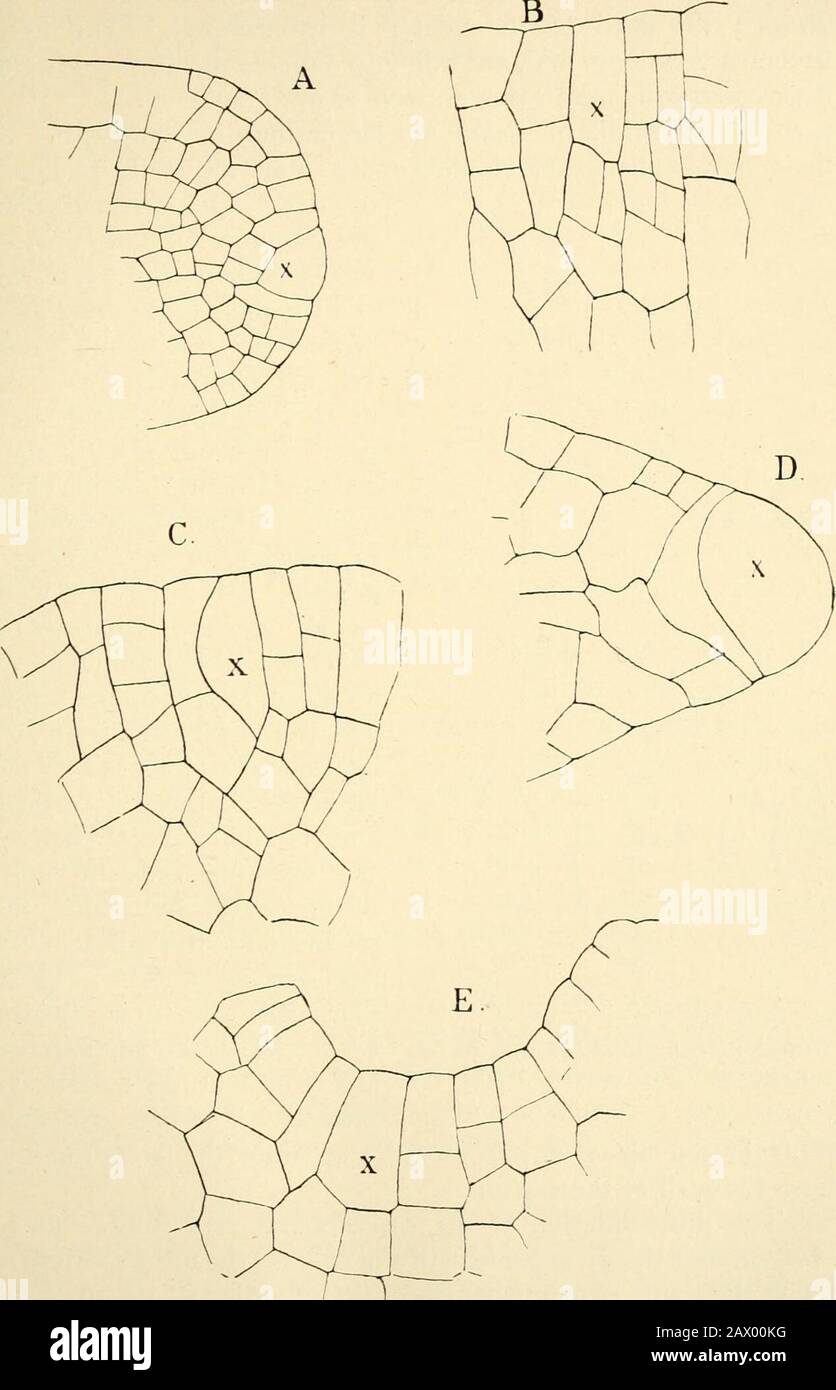 The structure & development of the mosses and ferns (Archegoniatae) . -?•), X4- goes the usual divisions. Of the three peripheral cells one ismuch smaller and does not as a rule divide longitudinally, sothat the neck has normally but five rows of cells instead of six, asin the Marchantiaceae. Owing to the formation of the pedicel,. Fig. 39.—A, Vertical, B, C, horizontal sections through the apex of Pallavicinia cylmdrica (Aust.),.r, apical cell, A, X225; B, C, X450; D, E, Pellia epiphylla (Nees); D, vertical section; E,horizontal (optical) section, X450. MOSSES AND FERNS CHAP. the archegonium Stock Photo